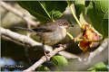 436_sardinian_warbler