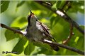 440_sardinian_warbler