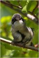 441_sardinian_warbler