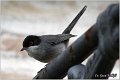 442_sardinian_warbler