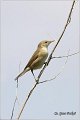 500_eurasian_reed_warbler