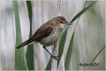 501_eurasian_reed_warbler