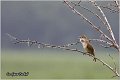 550_great_reed_warbler