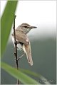 551_great_reed_warbler