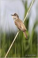 552_great_reed_warbler