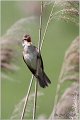 554_great_reed_warbler