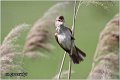 555_great_reed_warbler