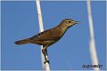 600_marsh_warbler