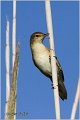 601_marsh_warbler