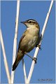 651_sedge_warbler