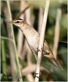 652_sedge_warbler