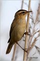 654_sedge_warbler