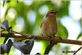 730_canary_islands_chiffchaff