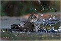 821_spotted_flycatcher