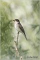 822_spotted_flycatcher