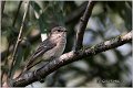 823_spotted_flycatcher