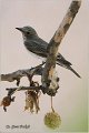 824_spotted_flycatcher