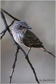 825_spotted_flycatcher