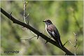 881_collared_flycatcher