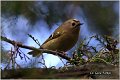 900_goldcrest