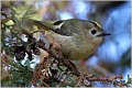 904_goldcrest