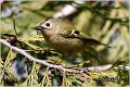 905_goldcrest