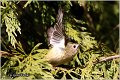 906_goldcrest