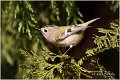 909_goldcrest