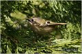 910_goldcrest