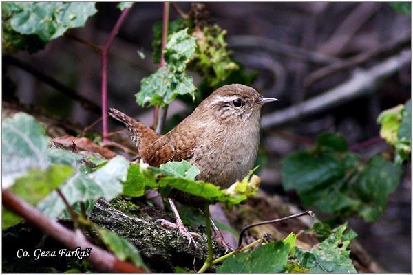 01_wren.jpg - Winter Wren,Troglodytes troglodytes,  Caric, Location: Novi Sad, Serbia