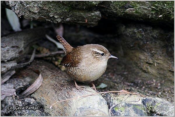 02_wren.jpg - Winter Wren,Troglodytes troglodytes, Caric, Location: Novi Sad, Serbia