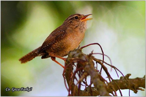 03_wren.jpg - Winter Wren,Troglodytes troglodytes, Caric, Location: Lisabon, Portugalia