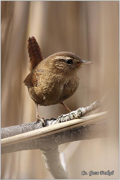 04_wren.jpg - Winter Wren,Troglodytes troglodytes,  Caric, Location: Novi Sad, Serbia