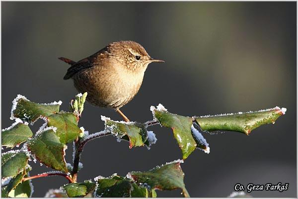 05_wren.jpg - Winter Wren,Troglodytes troglodytes,  Caric, Location: Novi Sad, Serbia