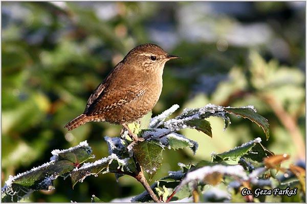 06_wren.jpg - Winter Wren,Troglodytes troglodytes,  Caric, Location: Novi Sad, Serbia