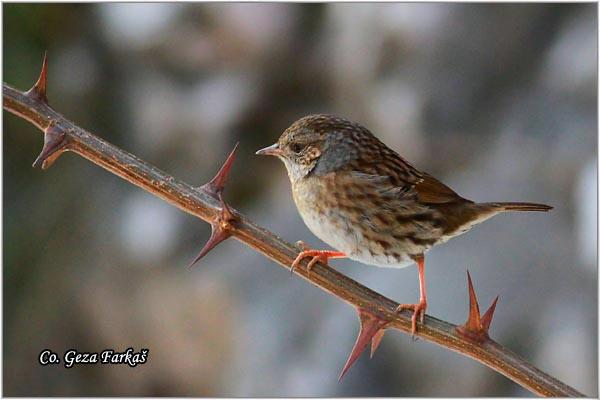 20_hedge_accentor.jpg - Hedge Accentor, Prunella modularis, Obicni popic, Mesto - Location: Ovcar banja, Serbia