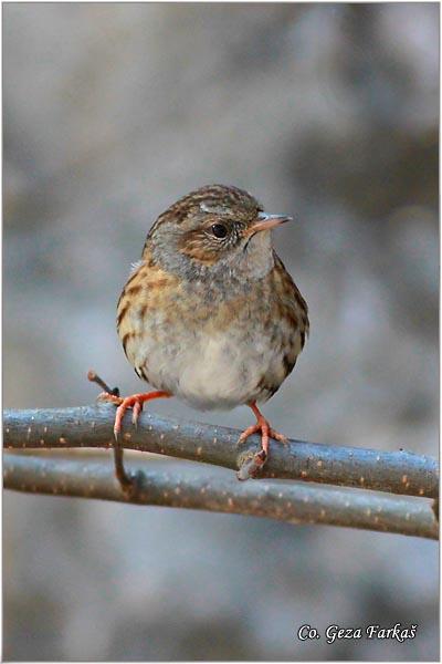 21_hedge_accentor.jpg - Hedge Accentor, Prunella modularis, Obicni popic, Mesto - Location: Ovcar banja, Serbia