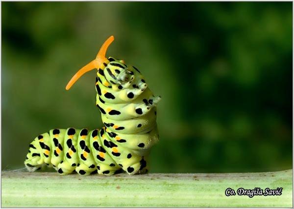 01_makazar.jpg - Gusenica leptira makazara, Papilio machaon