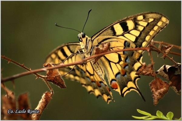 09_makazar.jpg - Makazar, Papilio machaon