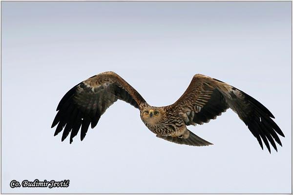 01_orao_krstas.jpg - Orao krstaš, Aquila heliaca