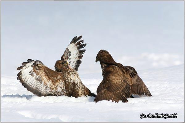 02_orao_misar.jpg - Orao mišar, Buteo buteo