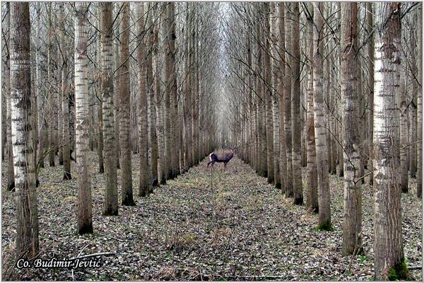 03_jelen.jpg - Jelen, Cervus elaphus