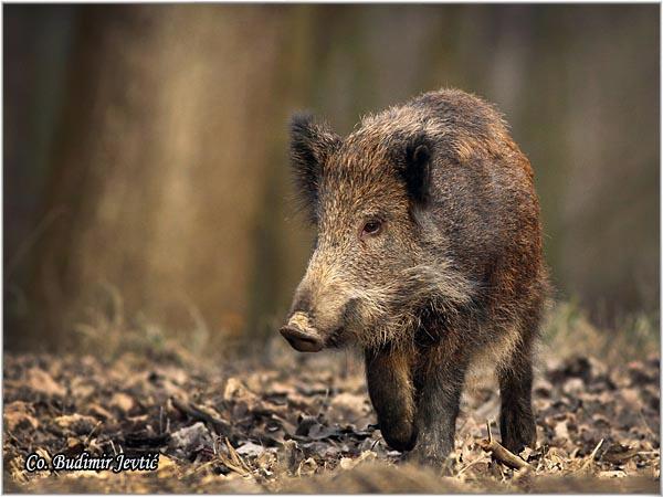 04_divlja_svinja.jpg - Divlja svinja, Sus scrofa