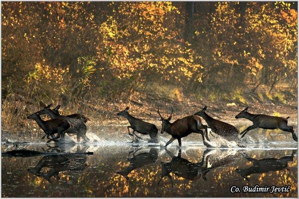 05_jelen.jpg - Jelen, Cervus elaphus