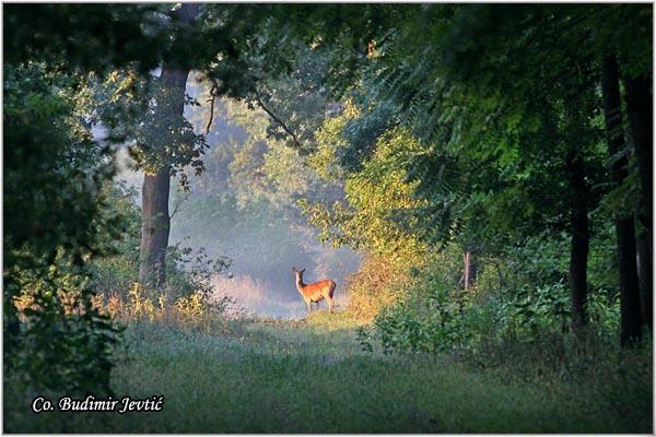 06_jelen.jpg - Jelen, Cervus elaphus