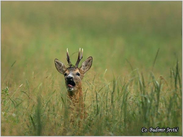 07_srndac.jpg - Srndac, Capreolus capreolus