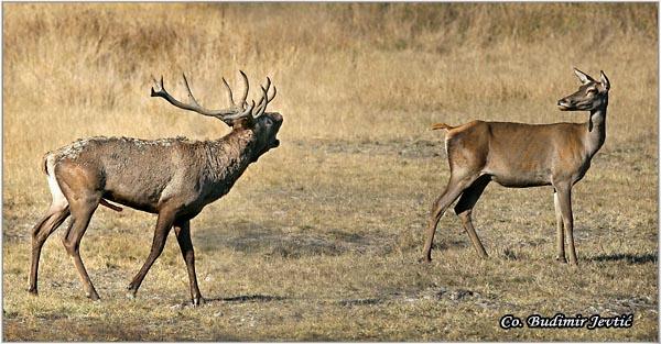 08_jelen.jpg - Jelen, Cervus elaphus