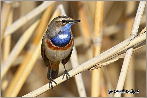 01_modrovoljka.jpg - Modrovoljka,  Luscinia svecica