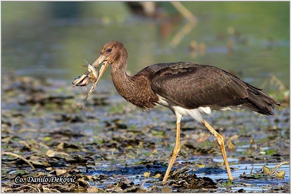 03_crna_roda.jpg - Crna roda, Ciconia nigra