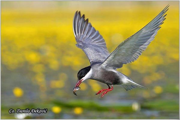 05_belobrada_cigra.jpg - Belobrada cigra, Chlidonias hybridus